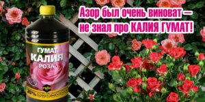 Азор был очень виноват – не знал про КАЛИЯ ГУМАТ!