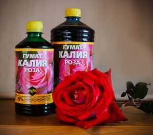 Выбор и подготовка участка для роз и хризантем. Создаём идеальные условия для роста